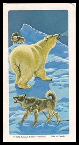 30 Polar Bear